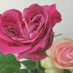 ハートの薔薇からの贈り物
